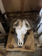 Zeer grote Afrikaanse Kaapse Buffel schedel 90x70 cm (bxh), Ophalen
