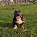 New english bulldog (dekreu), Dieren en Toebehoren, Reu, Parvo, Eén hond, 3 tot 5 jaar