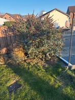 Grote vlinderstruik gratis, Tuin en Terras, Planten | Tuinplanten, Ophalen