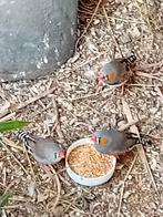 4 zebravinken., Meerdere dieren, Tropenvogel