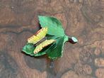 Herend vlinder op blad, Ophalen of Verzenden, Gebruikt, Dier