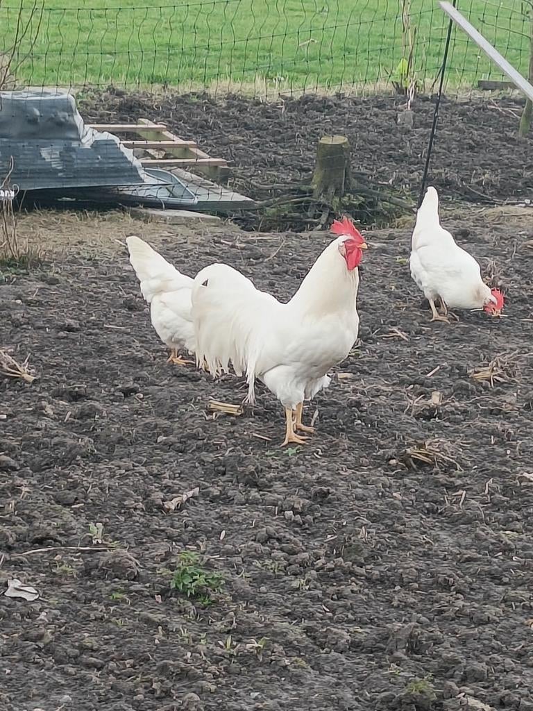 Broedeieren witte leghorn te koop, Dieren en Toebehoren, Pluimvee, Geslacht onbekend, Kip
