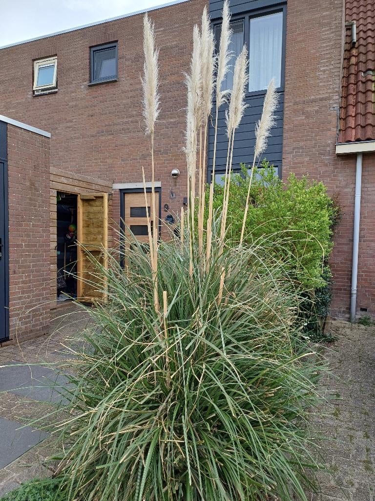 Pampasgras, Ophalen, Vaste plant, Overige soorten, Volle zon