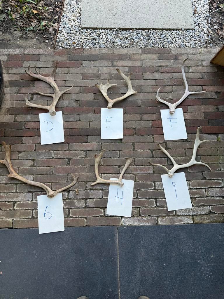 Diverse rendier geweien afgeworpen, Ophalen of Verzenden, Opgezet dier