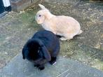 2 lieve hangoorkonijnen, Dieren en Toebehoren, Meerdere dieren, Dwerg, Hangoor, 0 tot 2 jaar