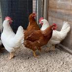 Mooie witte en bruine leghennen legkippen te koop, Vrouwelijk, Kip