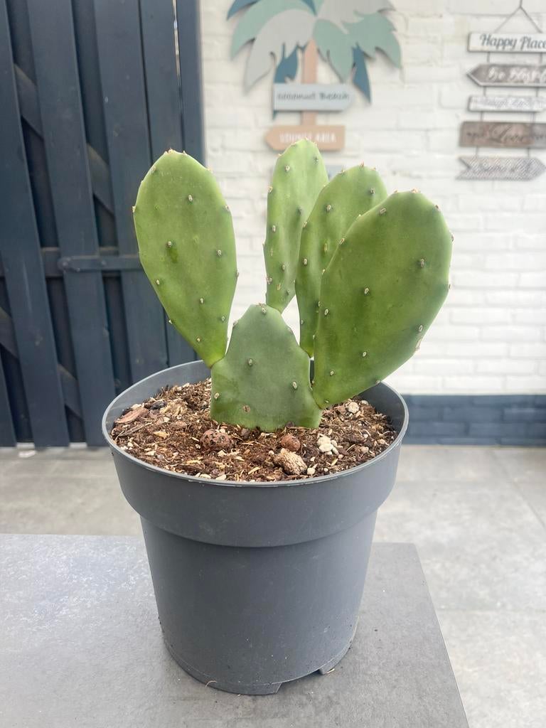 Opuntia schijfcactus, Ophalen, Overige soorten, Volle zon