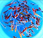 Japankoi, Tosia van de Japanse kweker Otsuka, kleurige koi, Karper of Koi