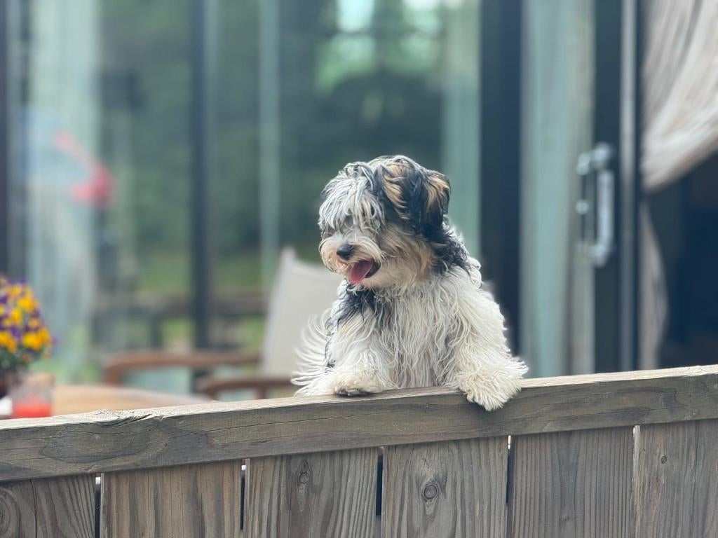 Malthezer pups te koop, Parvo, 15 weken tot 1 jaar, Meerdere, Meerdere dieren