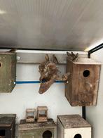 Mexcicaanse roodmussen te koop, Ophalen, Nieuw