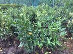 Laurierstruiken Prunus Herbergii, Ophalen, Laurier, Haag, 100 tot 250 cm