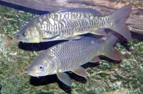 Schubkarper 10 / 15 cm - Koidreams Valburg, Dieren en Toebehoren, Vissen | Vijvervissen, Karper of Koi