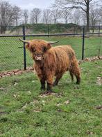 Schotse hooglander stier en jonge ossjes, Dieren en Toebehoren, Runderen, Mannelijk, 0 tot 2 jaar