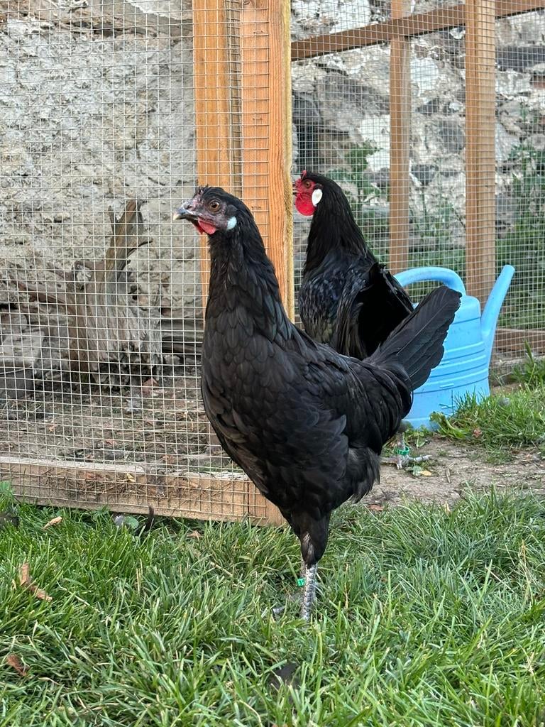Broedeieren, Groot La flèche, Witte Duivel, Dieren en Toebehoren, Pluimvee, Meerdere dieren, Kip