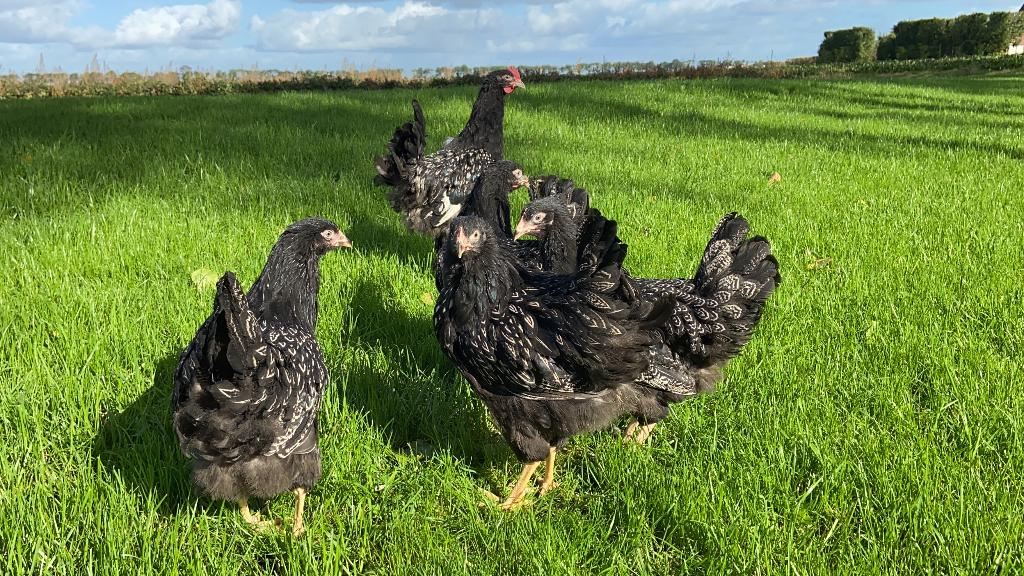 Jonge Barnevelder kippen zilver gezoomd gesekst en ingeënt, Dieren en Toebehoren, Pluimvee, Vrouwelijk, Kip
