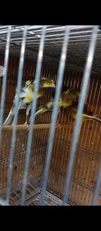 Te koop kanaries, Dieren en Toebehoren