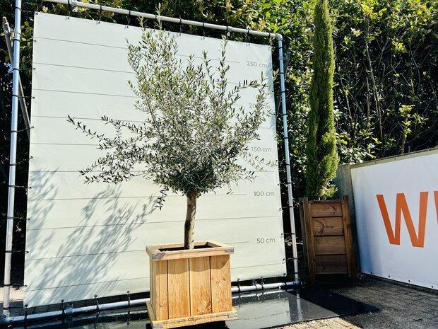 Olijfboom - in hardhouten bak - stamomvang 20-40 cm, Tuin en Terras, Planten | Bomen, Olijfboom, 100 tot 250 cm, Volle zon, Zomer