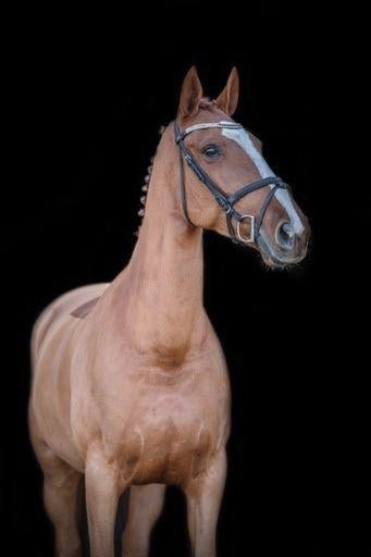 Te koop Golden Choice, Dieren en Toebehoren, Paarden, Merrie, Springpaard, Met stamboom, L