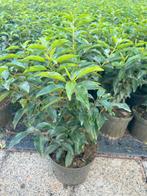 Portugese laurier in pot, Super kwaliteit!, Ophalen, Laurier, Haag, 100 tot 250 cm