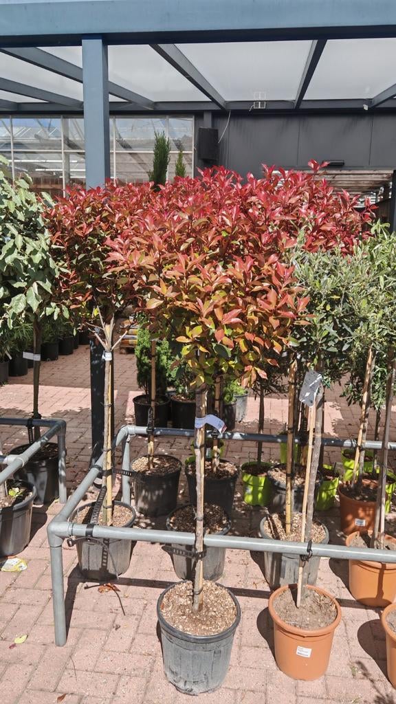 Bolboom met opvallend rood blad - Photinia  Carre Rouge, Ophalen, Volle zon, Overige soorten