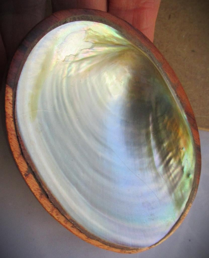 Schelpenschaal~Schelpschaaltje~ca 10 cm~Schelpje + hout, Vintage, Gebruikt, Meerkleurig, Overige materialen