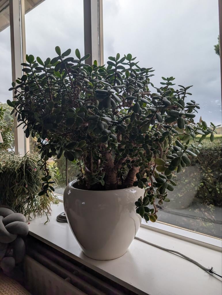 Grote vetplant in witte pot, Ophalen of Verzenden