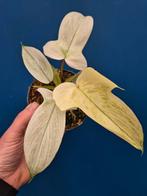 Philodendron Florida Ghost p12 (9)