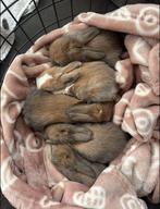 Minilop baby konijntjes 🩵🩷, Dieren en Toebehoren, Meerdere dieren, Middelgroot, Hangoor, 0 tot 2 jaar