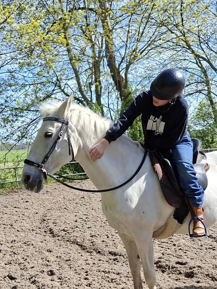 Gezocht: verzorgpaard (omgeving Bollenstreek 13 km), Dieren en Toebehoren, Paarden en Pony's | Overige Paardenspullen, Ophalen