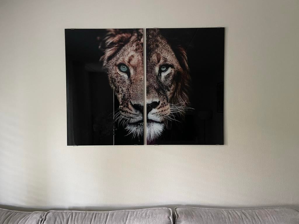 Wanddecoratie: 2 Plexiglas platen Leeuw 60x90cm, Ophalen, Zo goed als nieuw