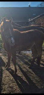 Mooie C pony, Ruin, A pony (tot 1.17m), 0 tot 2 jaar