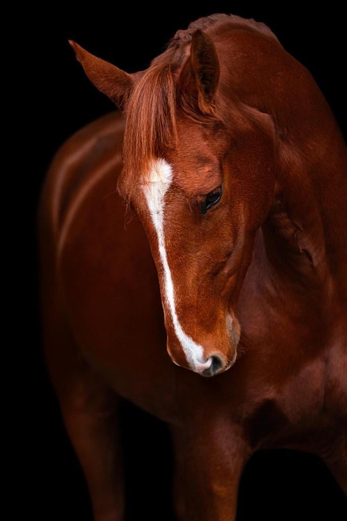 7 jarige NRPS merrie paard 1.68, Dieren en Toebehoren, Ophalen, Gebruikt, Overige soorten