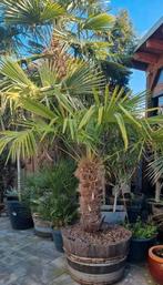 Trachycarpus Fortunei palmboompjes - 5 jaar oud, NL gekweekt, Tuin en Terras, Planten | Tuinplanten, Overige soorten, Vaste plant