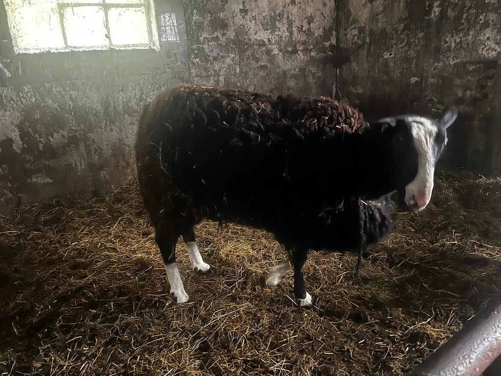 Stamboek ram nzs, Mannelijk, Schaap