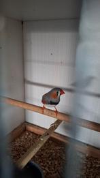 Zebravink man  '25, Mannelijk