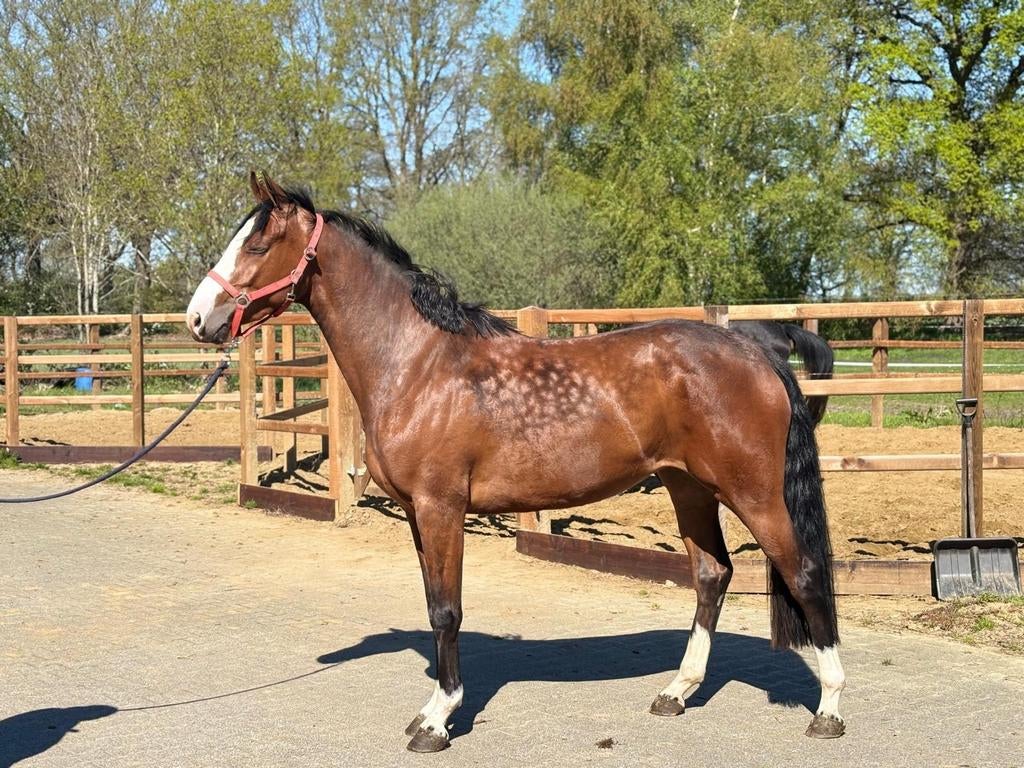 Te koop mooie 3 jarige merrie!!, Merrie, Dressuurpaard, 3 tot 6 jaar