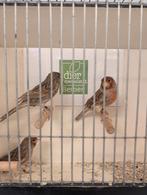 Kanarie man bruin rood, Dieren en Toebehoren, Vogels | Kanaries, Mannelijk, Kleurkanarie