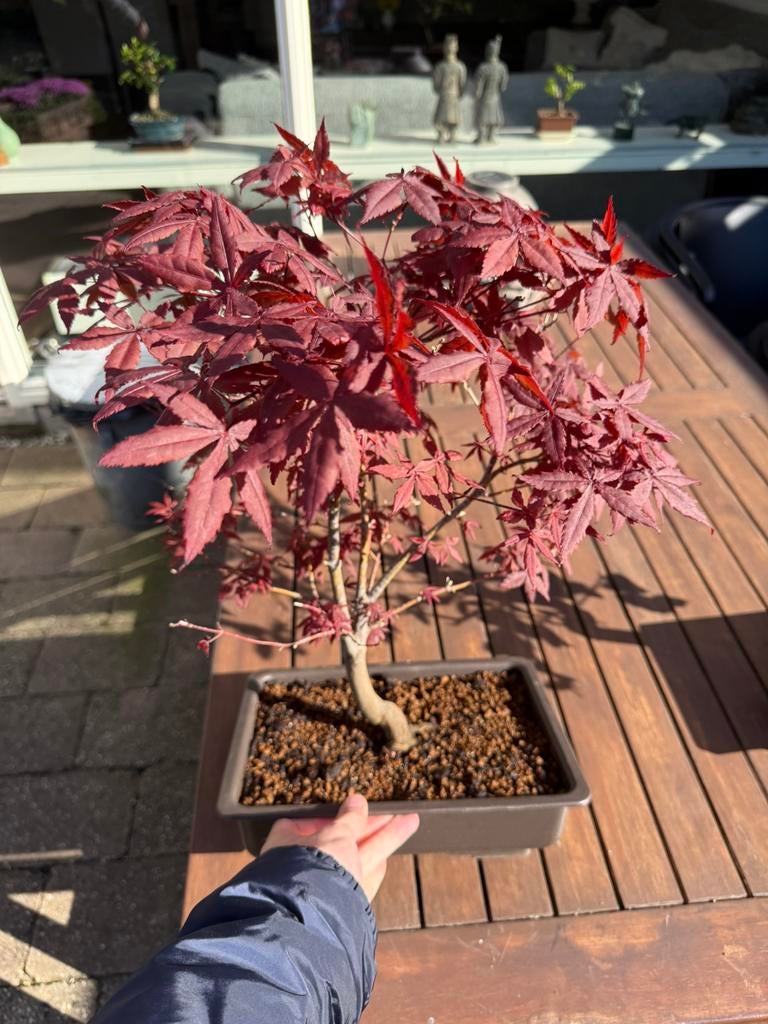 Bonsai acer, Bloeit niet, Halfschaduw, Minder dan 100 cm, Overige soorten