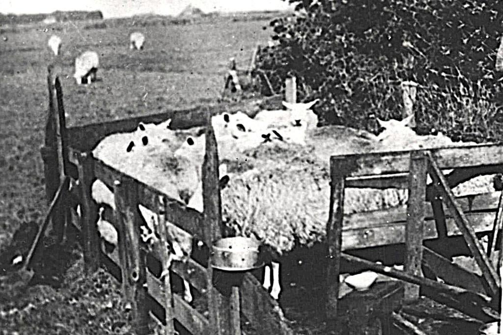 983586 Texel Schapenmelken 1948 zegel gedeeltelijk verwijd, Ophalen of Verzenden, 1940 tot 1960, Gelopen, Waddeneilanden