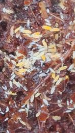 Gele springstaartjes, Dieren en Toebehoren, Wandelende tak