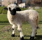 Walliser schwarznase ooi lam en kruising walliser/texel, Vrouwelijk, Schaap