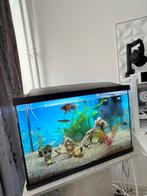 Moie Aquaria  met golden vissen!, Ophalen of Verzenden