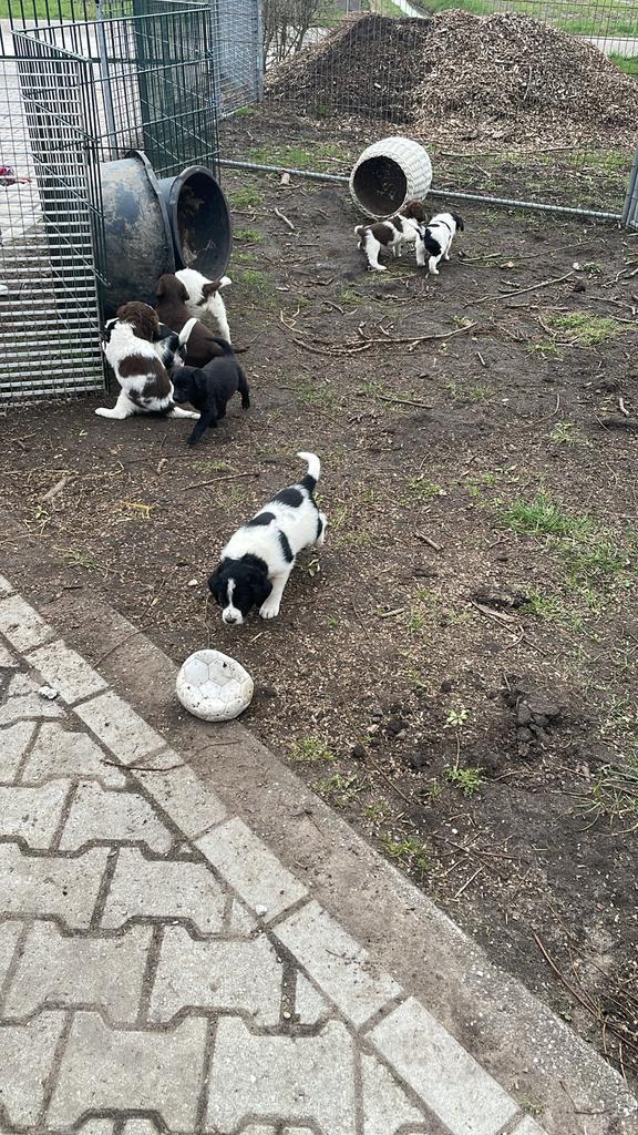 Schattige pups!, Dieren en Toebehoren, Honden | Niet-rashonden, Middel, Meerdere dieren, Fokker | Hobbymatig, Meerdere, Nederland