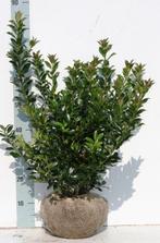 Hulst Ilex, Ophalen of Verzenden, Hulst, Minder dan 100 cm