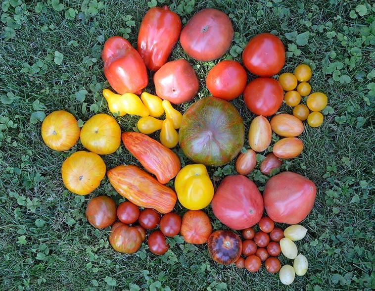 Biologische tomatenplanten, tomaat, tomaten, Tuin en Terras, Bloembollen en Zaden, Ophalen of Verzenden, Volle zon