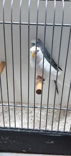 Koppel grasparkieten, Meerdere dieren, Parkiet