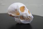 schedel vervet aap monkey skull, Ophalen, Zo goed als nieuw, Hert, Gewei of Kop