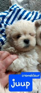 mooi boomers as zaterdag8 weken, Dieren en Toebehoren, Honden | Chihuahua's en Gezelschapshonden, Nederland, Overige rassen, 8 tot 15 weken