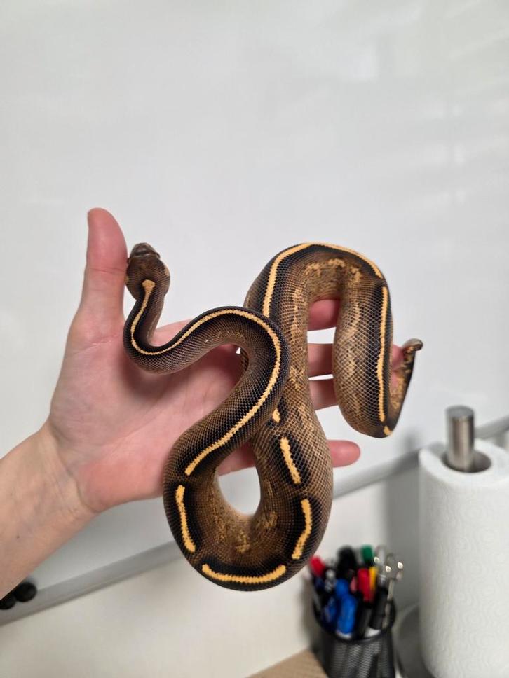 Freeway vrouwtje Python regius /koningspython Ball Python - female for sale from G.B