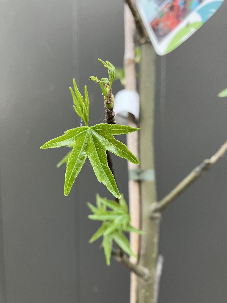 Mooie amber boom in pot ruim 3 meter hoog, Tuin en Terras, Planten | Bomen, Halfschaduw, Overige soorten, 250 tot 400 cm, Ophalen